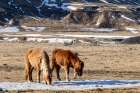 Iceland, Icelandic horses chipping at ice to eat Art Print